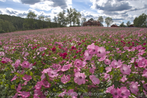 Flowers Gnesta Sodermanland Sweden