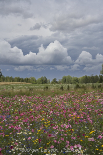 Flowers Gnesta Sodermanland Sweden