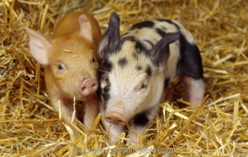 Pigs Katrineholm Sweden Sverige