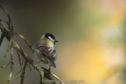 Great Tit Talgoxe Stockholm Sweden