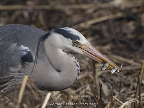 Grey Heron with catch  Häger  Stockholm