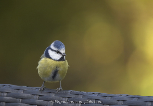 Blue Tit  Blåmes Stockholm Sweden