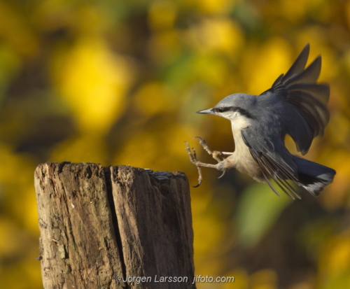 Nuthatch  Nötväcka Stockholm Sweden