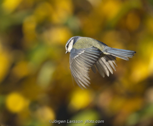 Blue Tit  Blåmes Stockholm Sweden