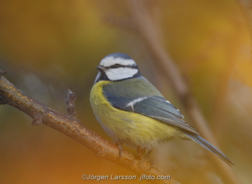 Blue Tit  Blåmes Stockholm Sweden