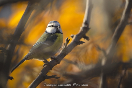 Blue Tit  Blåmes Stockholm Sweden