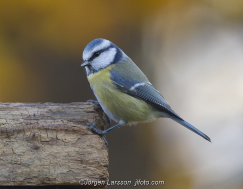 Blue Tit  Blåmes Stockholm Sweden