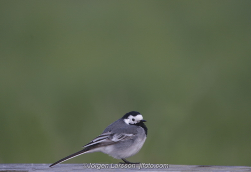 Wagtail  Sädesärla Stockholm