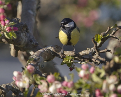 Great Tit in appeltree Talgoxe Stockholm Sweden