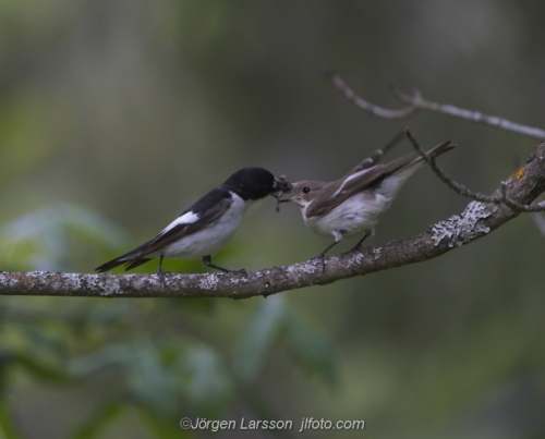 Pied Flycatcher  Svartvit flugsnappareStockholm Sweden