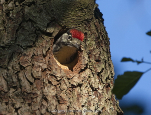 Great Spotted Woodpecker  Större Hackspett Stockholm Sweden