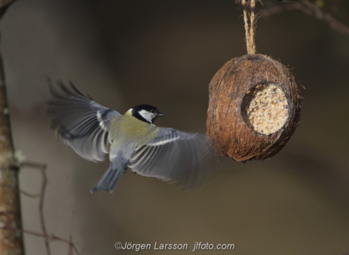 Great Tit Talgoxe Stockholm Sweden