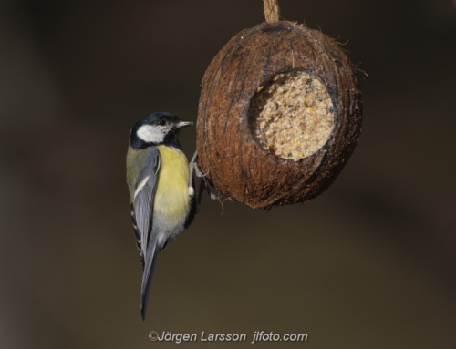 Great Tit Talgoxe Stockholm Sweden