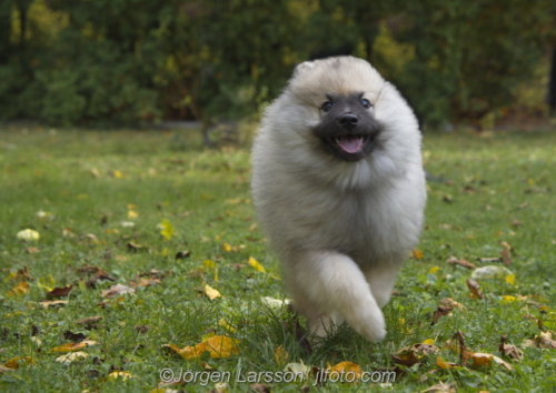 Keeshond whelp  valp Stockholm