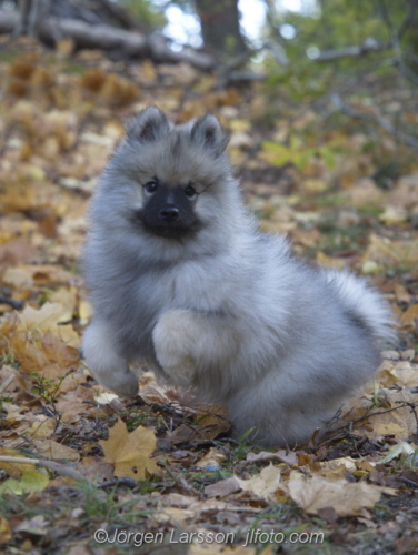 Keeshond whelp  valp Stockholm