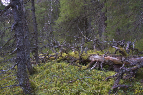 Snasahögarna Jämtland Sweden