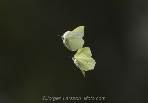 The Brimstone butterfly  Stockholm Sweden