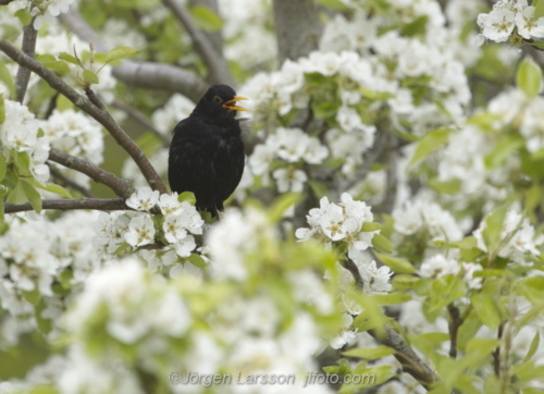 Blackbird in pear tree Koltrast