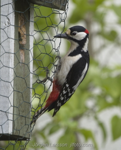 Great spottet Woodpecker  nesting box