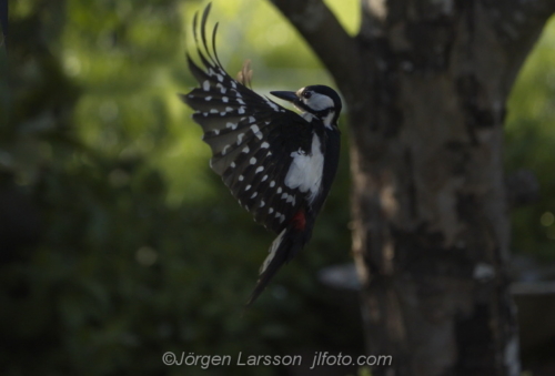 Great spottet Woodpecker in flight
