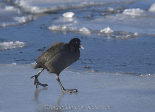 Coot at Skanssundet Södermanland Sweden