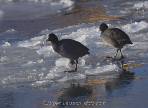 Coot at Skanssundet Södermanland Sweden