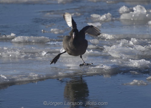 Coot at Skanssundet Södermanland Sweden