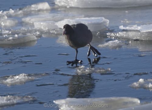 Coot at Skanssundet Södermanland Sweden