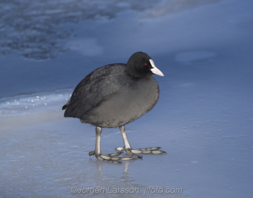 Coot at Skanssundet Södermanland Sweden