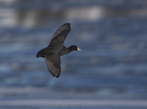 Coot at Skanssundet Södermanland Sweden