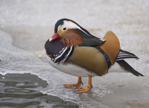 Mandarin duck  Mandarinand Stockholm Sweden