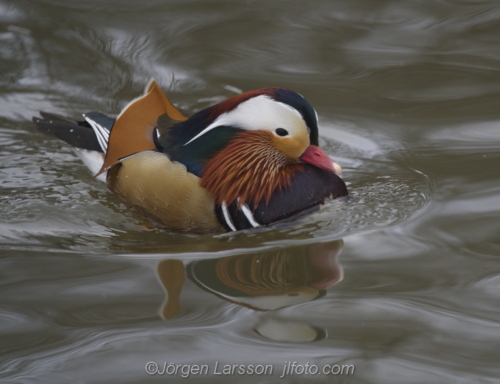 Mandarin duck  Mandarinand Stockholm Sweden