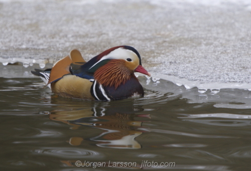 Mandarin duck  Mandarinand Stockholm Sweden