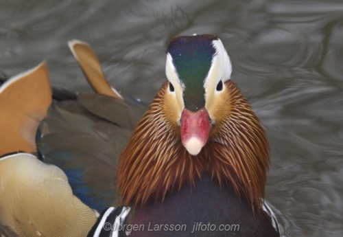 Mandarin duck  Mandarinand Stockholm Sweden