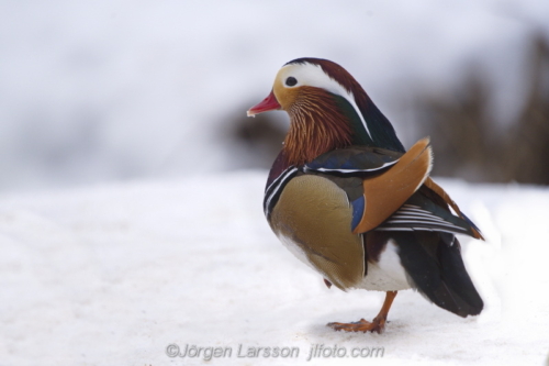 Mandarin duck  Mandarinand Stockholm Sweden