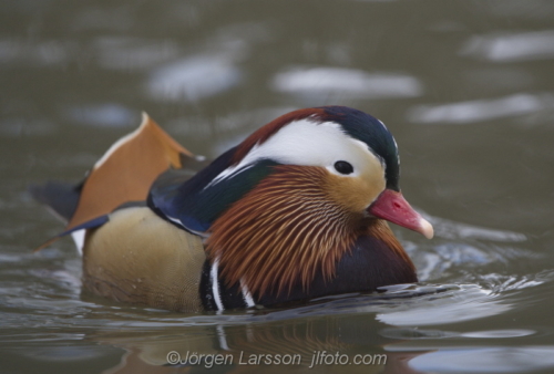 Mandarin duck  Mandarinand Stockholm Sweden