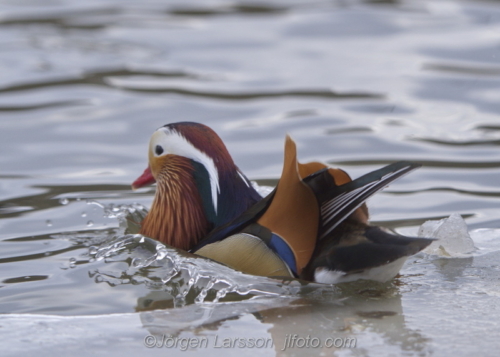 Mandarin duck  Mandarinand Stockholm Sweden