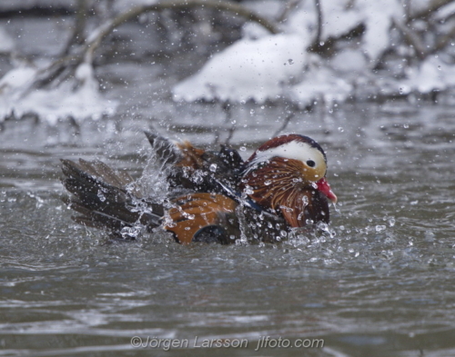 Mandarin duck  Mandarinand Stockholm Sweden