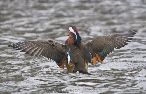 Mandarin duck  Mandarinand Stockholm Sweden