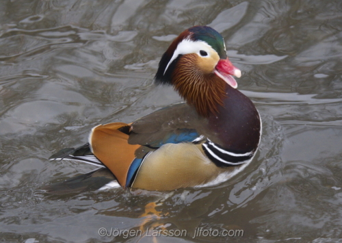 Mandarin duck  Mandarinand Stockholm Sweden