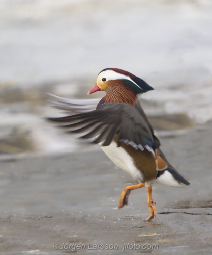 Mandarin duck  Mandarinand Stockholm Sweden