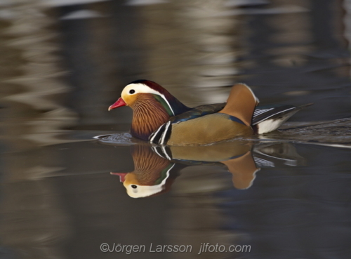 Mandarin duck  Mandarinand Stockholm Sweden