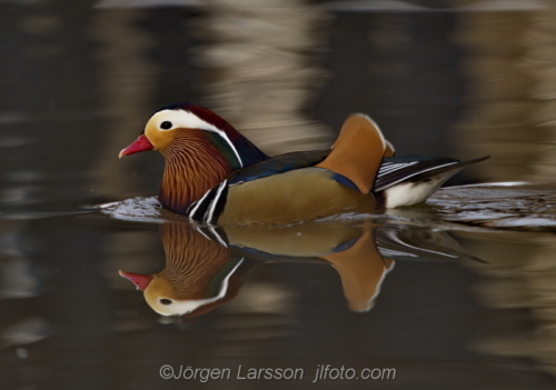 Mandarin duck  Mandarinand Stockholm Sweden