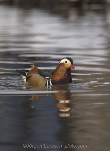 Mandarin duck  Mandarinand Stockholm Sweden