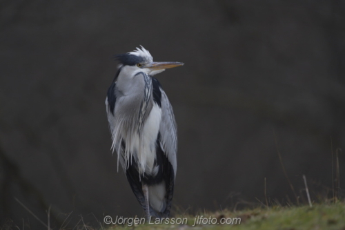 Grey Heron Stockholm Sweden