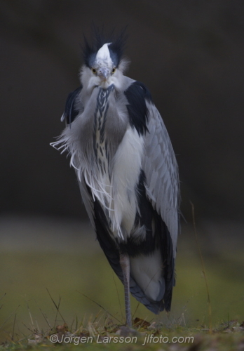 Grey Heron Stockholm Sweden