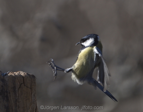 Great Tit  Talgoxe Stockholm