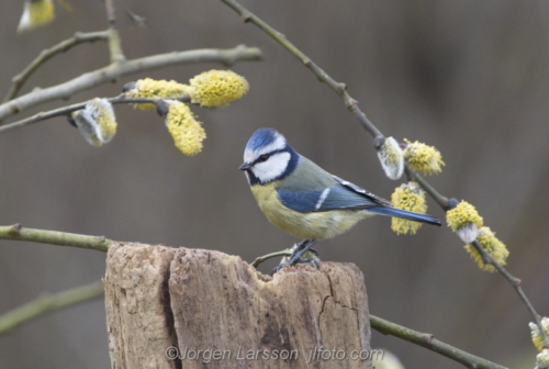 Blue tit  Stockholm Sweden