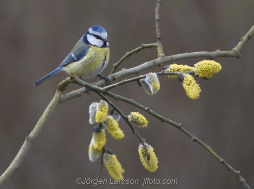 Blue tit  Stockholm Sweden