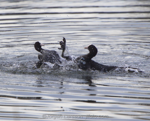 Coot at Skanssundet Södermanland Sweden